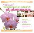 Cover Buku Merawat & Membungakan Anggrek Phalaenopsis