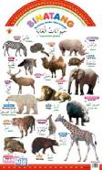 Poster Pintar Arab-Ingrris-Indonesia : Binatang Ternak