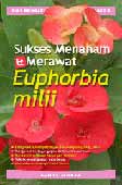 Sukses Menanam & Merawat Euphorbia Milii 1C