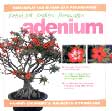 Petunjuk Praktis Perawatan Adenium